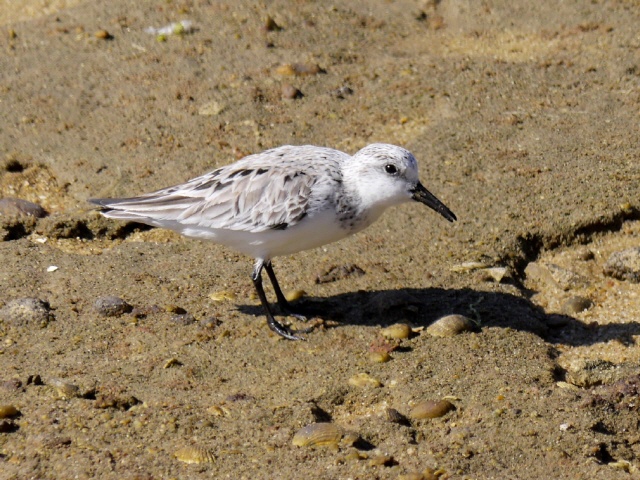 Sanderling (Foto: Kurt R&auml;z)